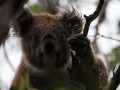 0330-1620 Otway koala (1020910)